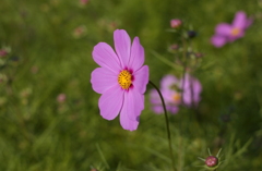 コスモス　１