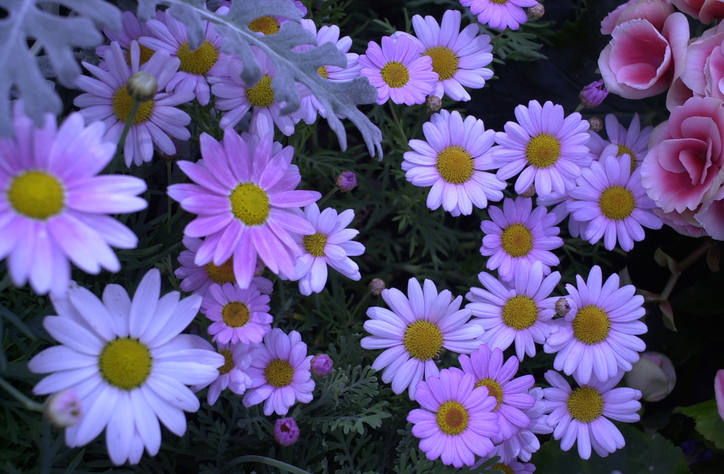 春の花’１３＾ー１１