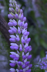 春の花’１３＾ー４