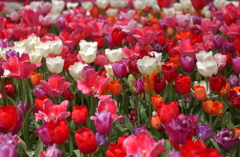 チューリップ　６