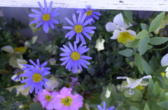 春の花’１３＾ー１