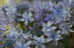 あじさい　１