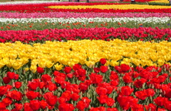 なばなの里　１６