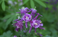 春日井植物園１８