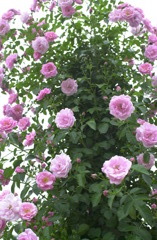 花フェスタ　３３