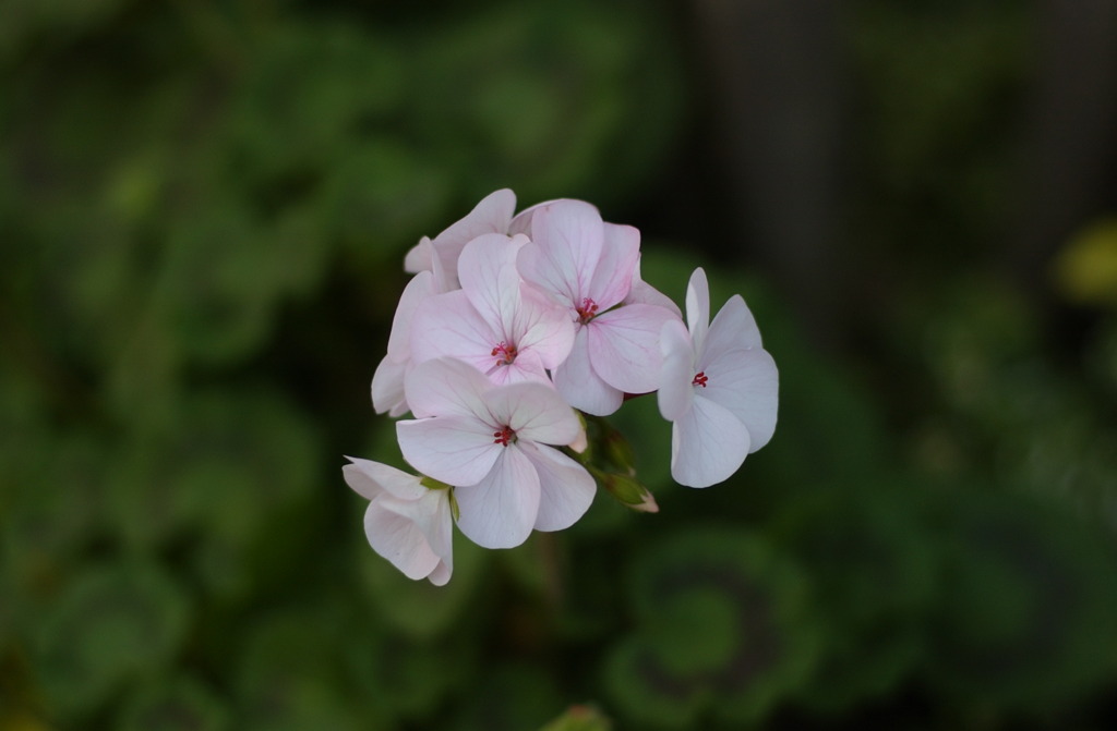 春花　５