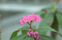 花フェスタ公園１５