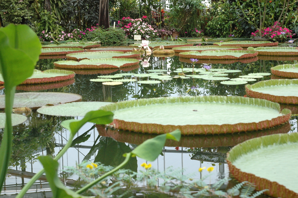 バナナワニ　３２