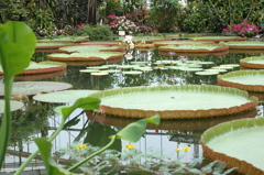 バナナワニ　３２