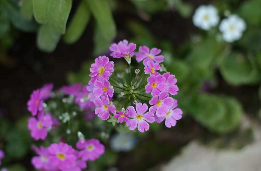 春花　１０
