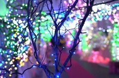 花フェスタ公園１１