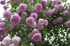 花フェスタ　３９