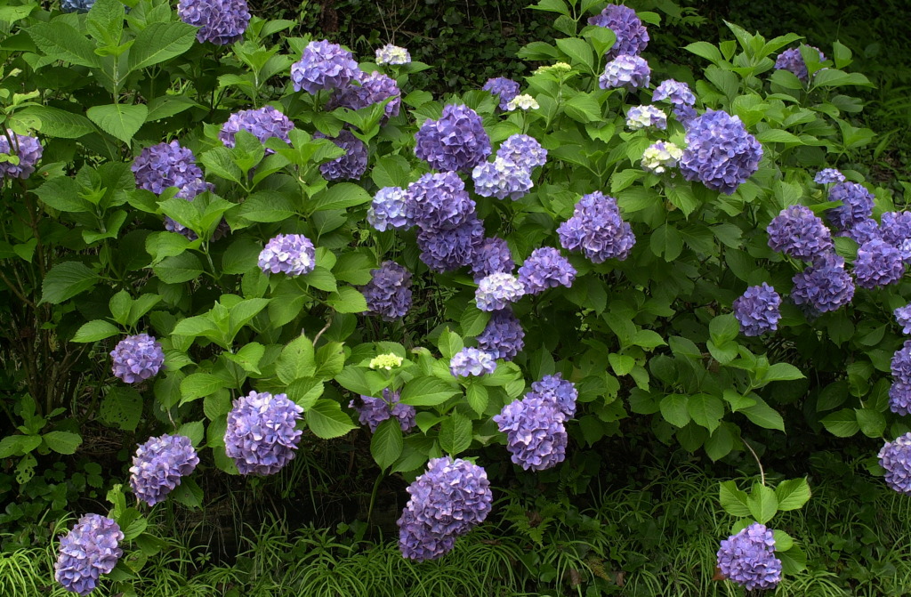 みのかもの森５