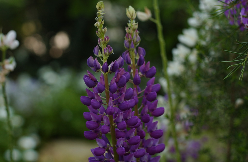 春花　２０