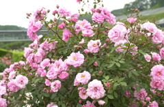 花フェスタ　３６