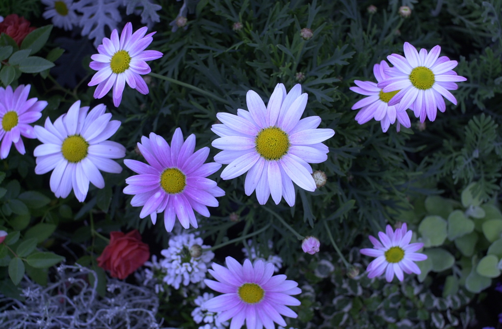 春の花’１３＾ー１２