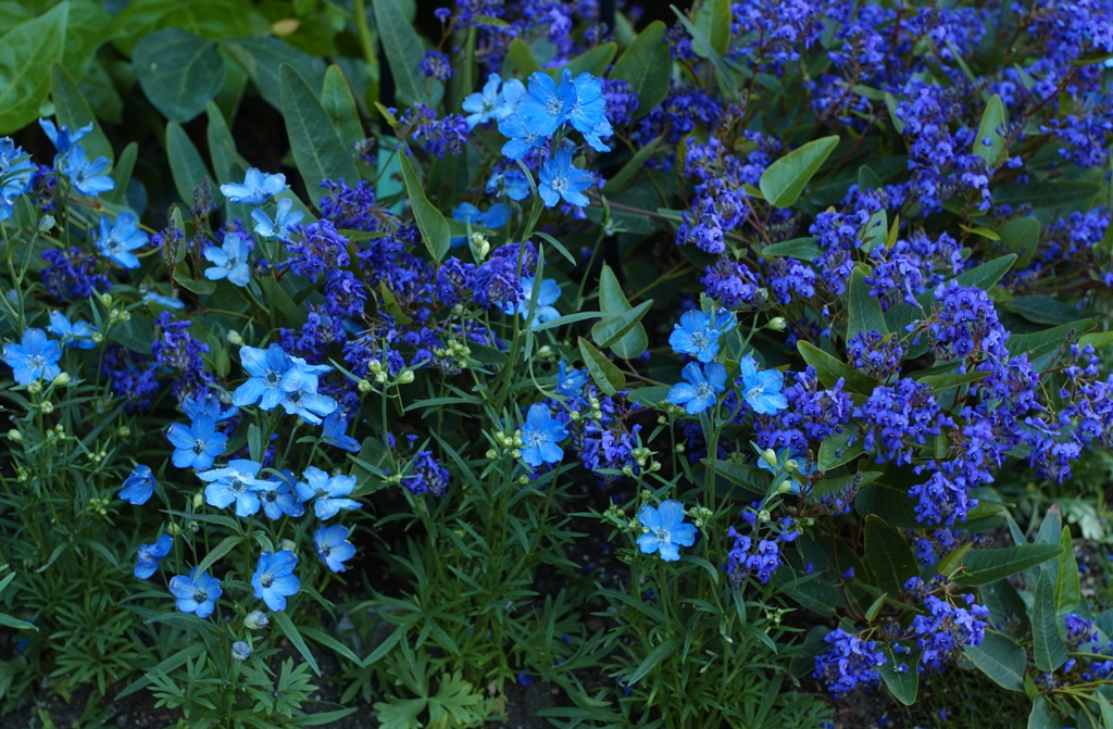 花フェスタ　２９１２−２９