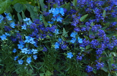 花フェスタ　２９１２−２９