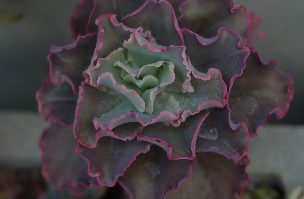 花フェスタ　２０１２−１３