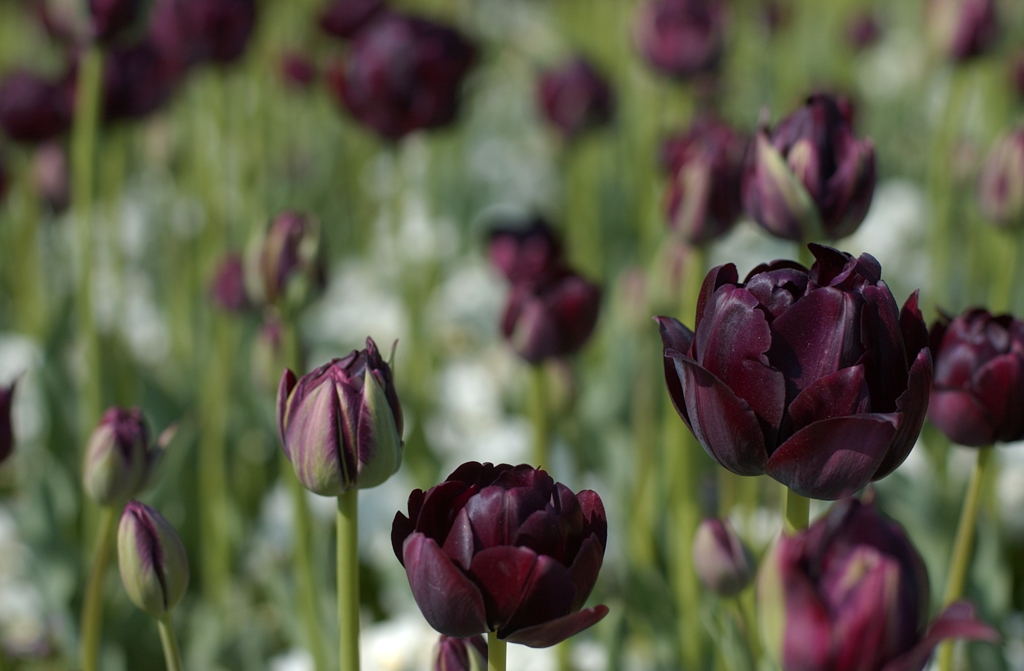 2013 チューリップ-10