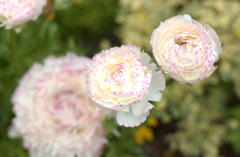 花フェスタ　２０１２−２４