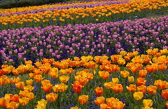 チューリップ　２４