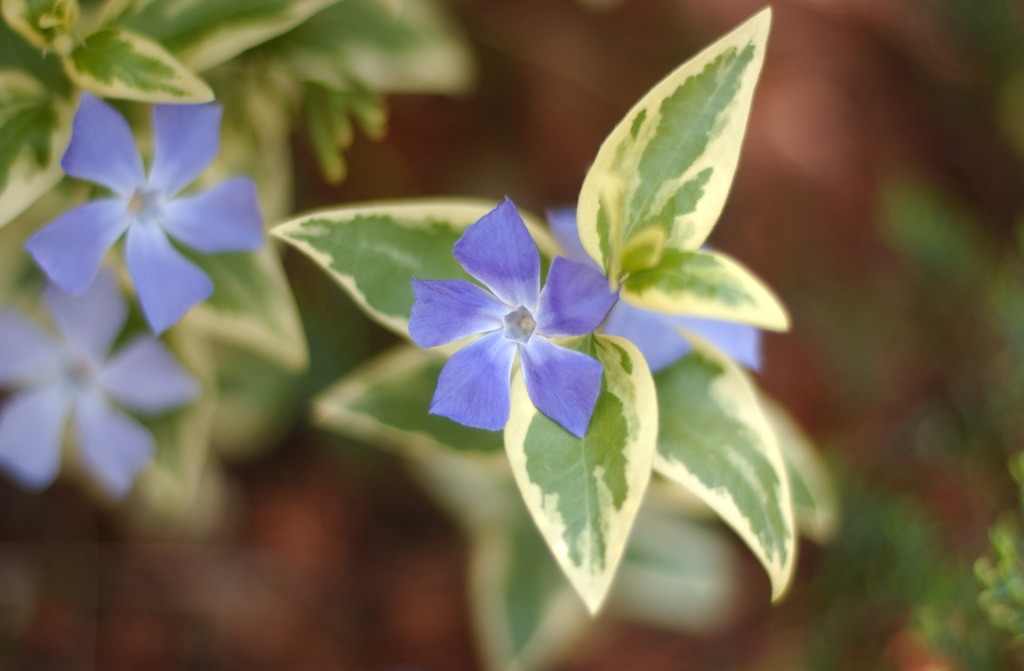 庭の花　１