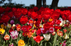 なばなの里　１７