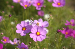 コスモス　１３