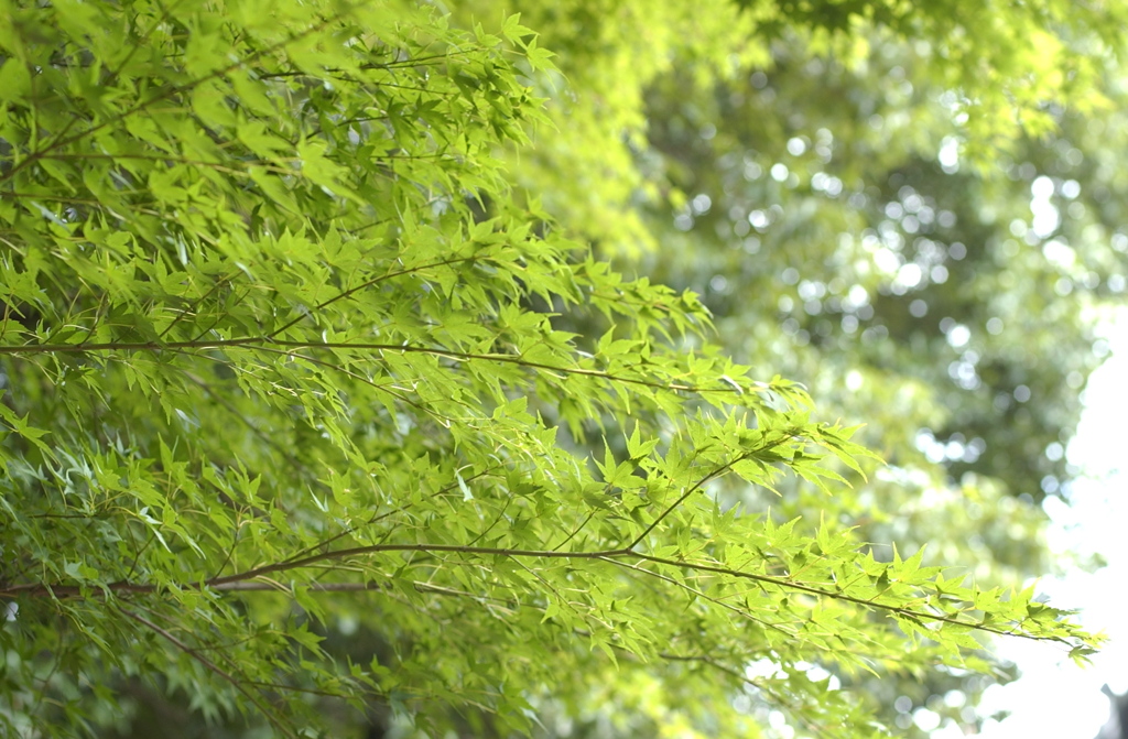 永保寺１