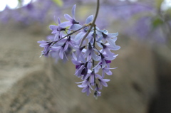 バナナワニ　２８