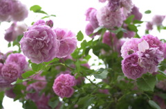 花フェスタ　４０