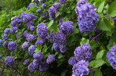 みのかもの森７