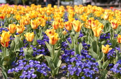 なばなの里　８