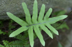 花フェスタ公園８