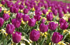 なばなの里　１４