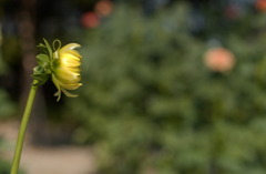 なばなの里　秋１４