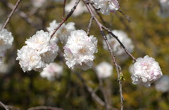 なばなの里　２０