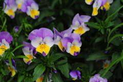 アクアトト　７