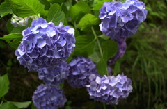 みのかもの森１９