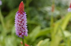 花フェスタ　２０１２−１８