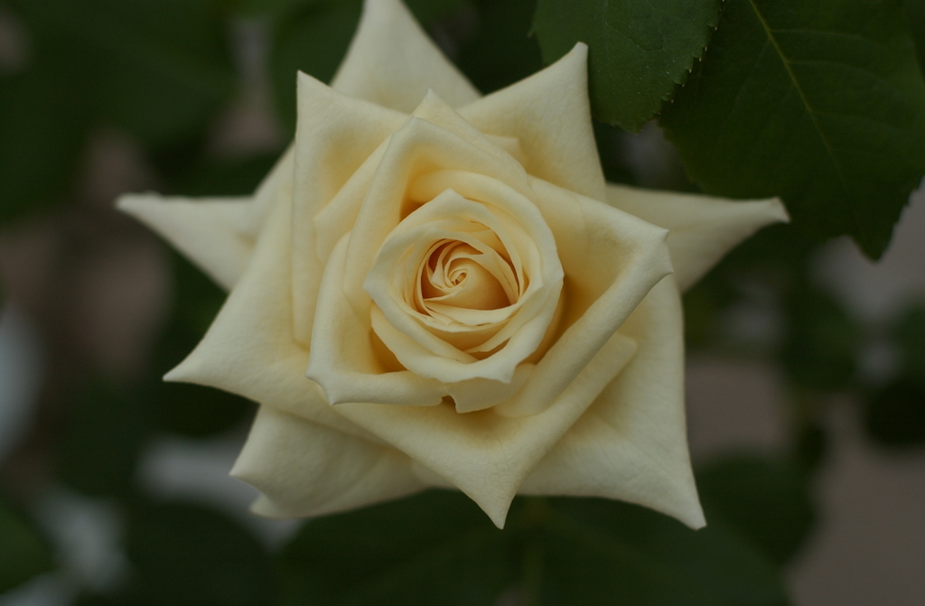 花フェスタ　２０１２−３