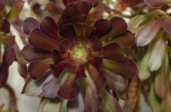 花フェスタ　２０１２−１５