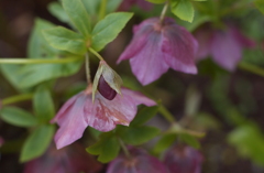 花フェスタ２０１２−３８