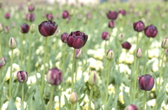 チューリップ　２