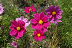 木曽三川公園　１３