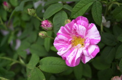 花フェスタ　１２