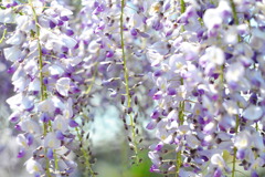藤まつり　４