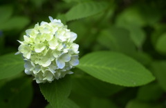 みのかもの森１６