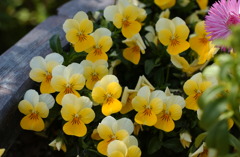 なばなの里　１９